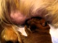 norfolk terrier 授乳中 の動画、YouTube動画。