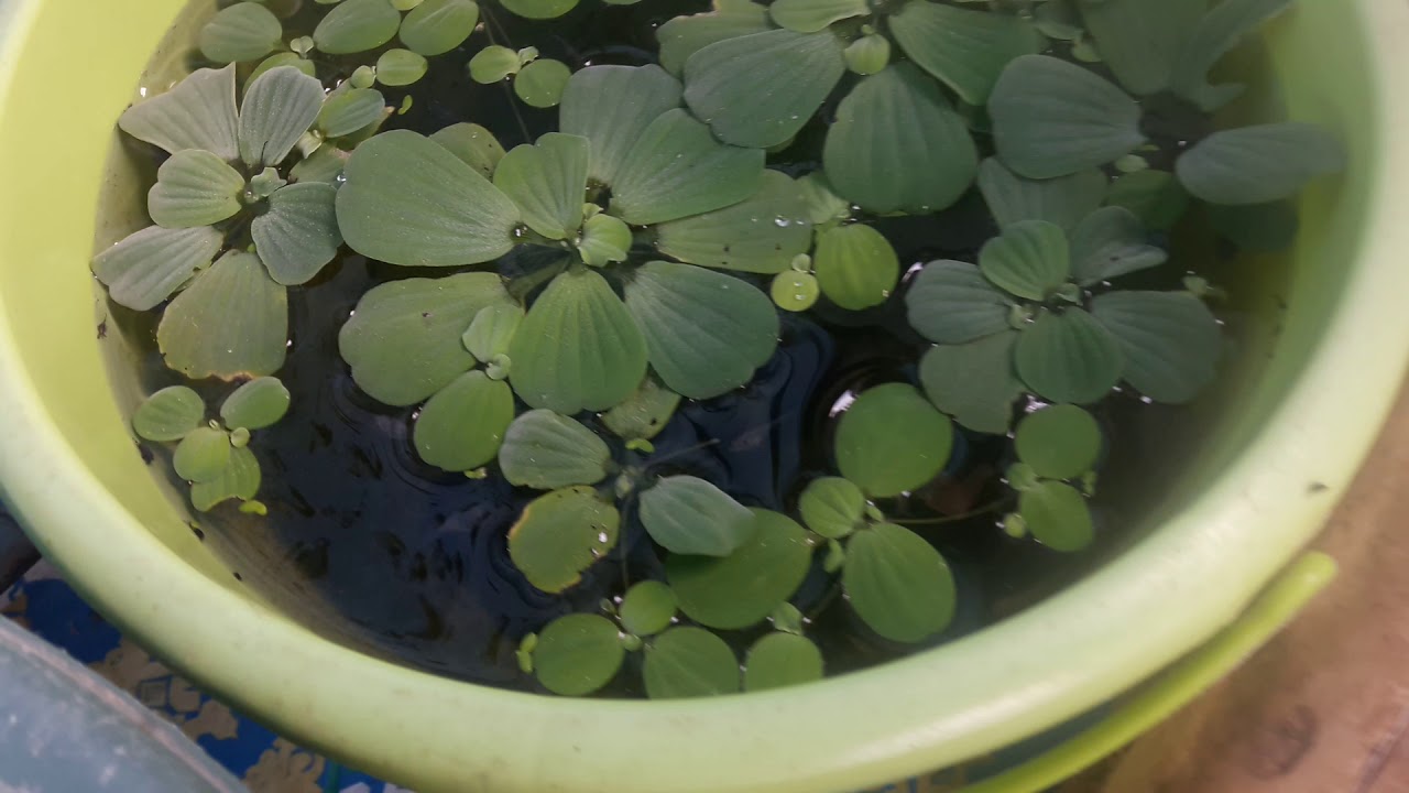 Belajar ternak ikan cupang 