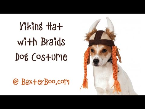 dog viking hat