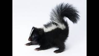 What's Your Toughts On This Animal? #1