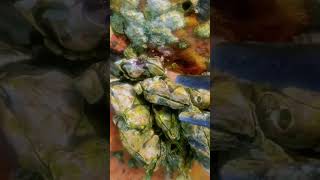 You'll be surprised by the next episode #BarnacleASMR#SatisfyingCleanup#ExtremeTransformation