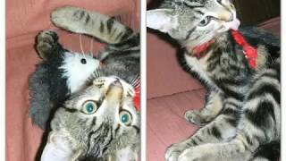 Anniversaire De Mon Chat Scrat