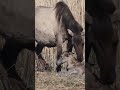 Newborn foal after birth struggles to stand