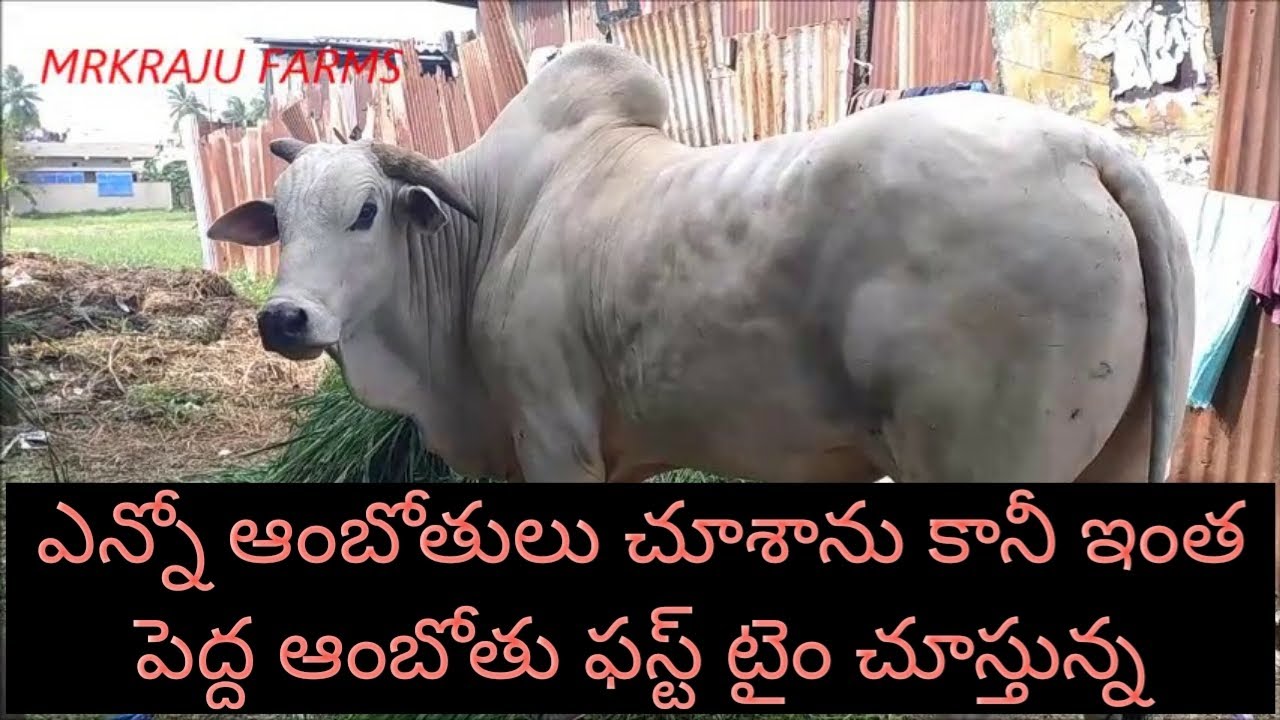 Large Size Ongole Bull In West Godavari Andhra pradesh