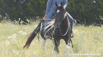 McCalls Choctaw - working the flag and trail riding! - ValleyViewRanch.net