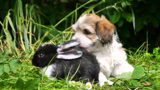 havanese puppies meet cute little rabbits - Havaneser liebt Kaninchen