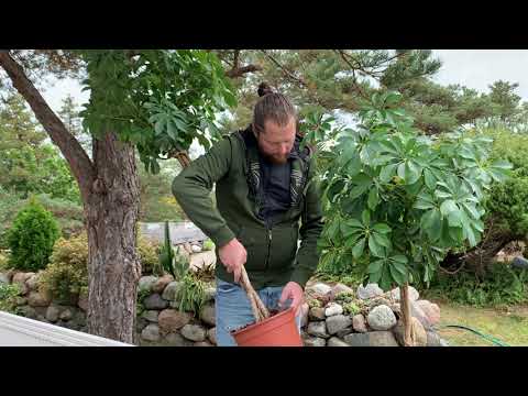 Video: Schefflera-planteformering - hvordan kan jeg rode Schefflera-stiklinger