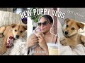 NEW PUPPY VLOG // Zora&#39;s first vet visit, first bath + first outing! Puppy update vlog