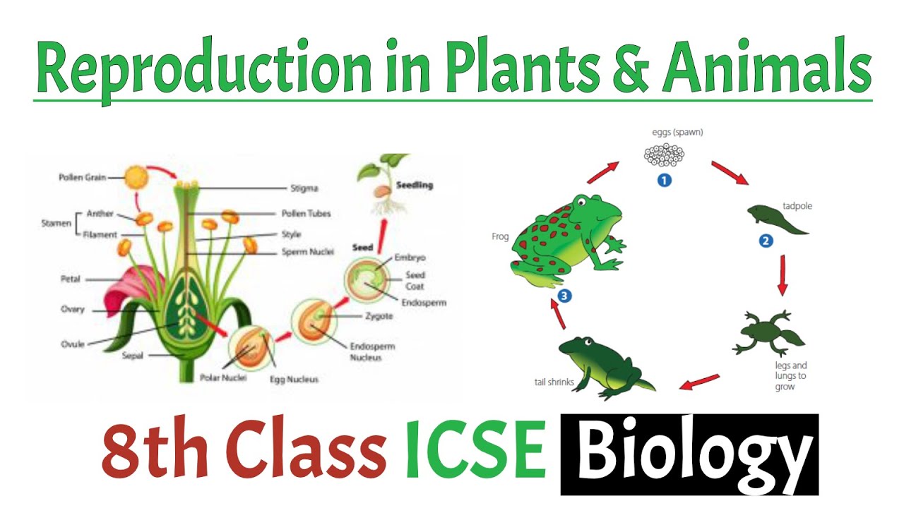 Reproduction in Animals & Plants | Biology Class 8th ICSE | 2nd Term