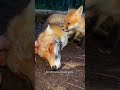A fox kit stopped my car… then clung to my pant leg, begging me for something #shorts