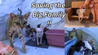 The Unfinished Rescue: Mama Cat and Her 7 Kittens 38 Days Later