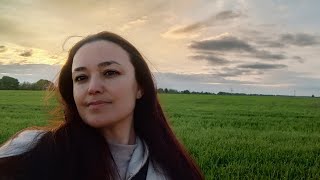 Українська природа, поля пшениці//Ukrainian nature, wheat fields