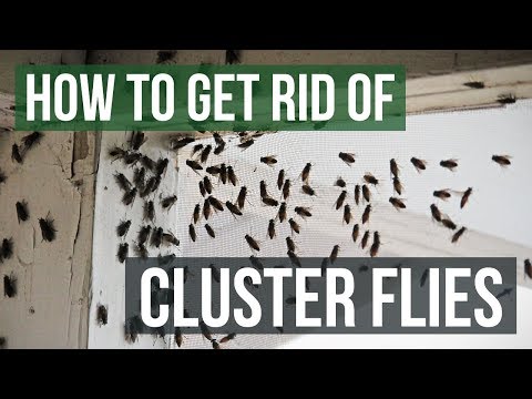 How To Get Rid of Small Flies in My House? - Rentokil Indonesia