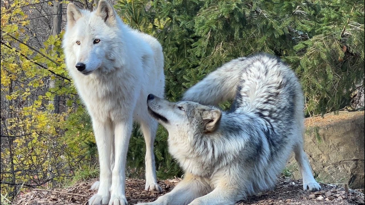 Gray Wolf Pup Annoys Older Brother with Constant Affection