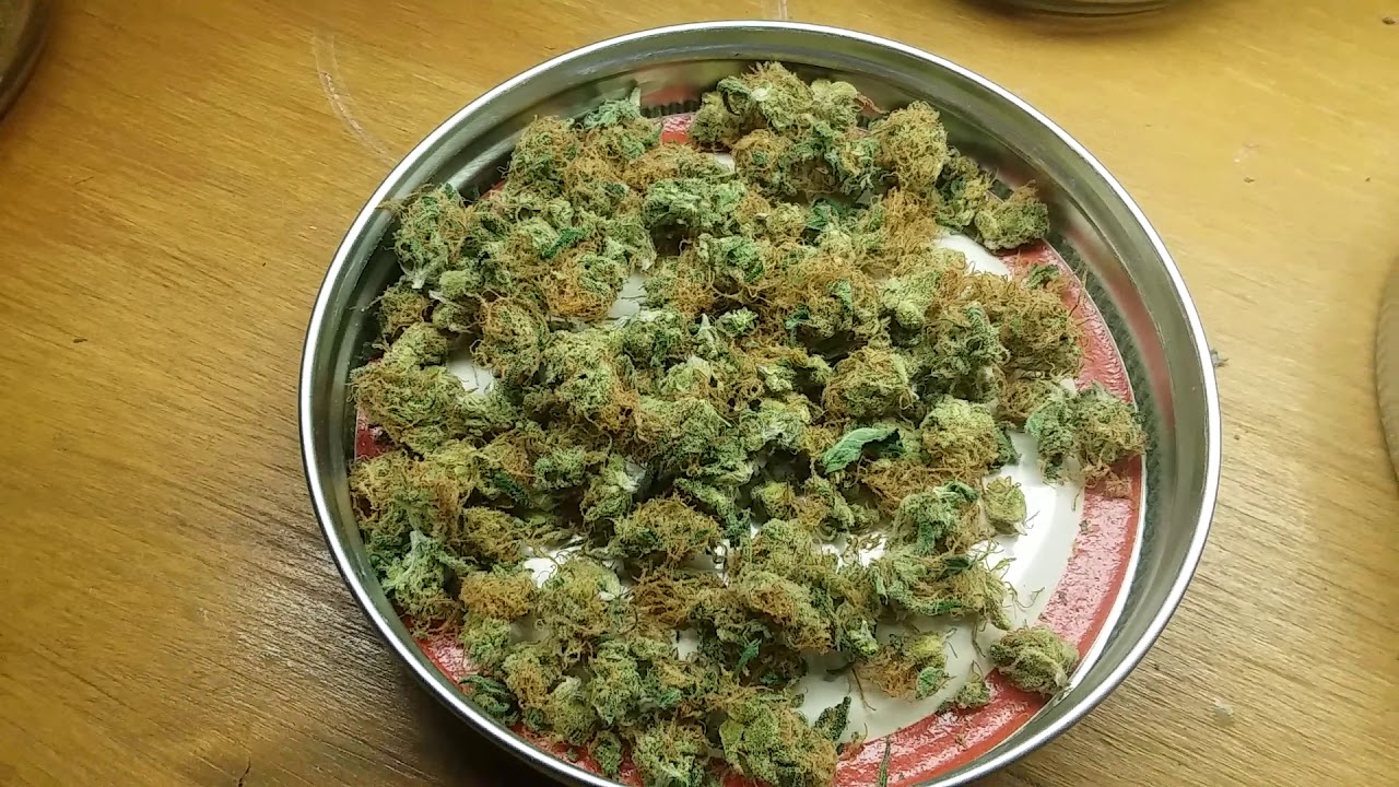 Total yield from 3 tijuana sativa clones, from free gyo seeds