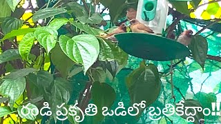 NATURE and ME|| ప్రకృతితో నేను ఒక పూట||Telugu Vlogs||Life is Beautiful||A Beautiful day with Bindu||