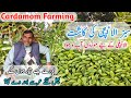 How to grow cardamom  elaichi  cardamom farming  pakistan  business khulasa 