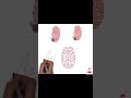 حلقه الوصل بين نصفي المخ Corpus Callosum 