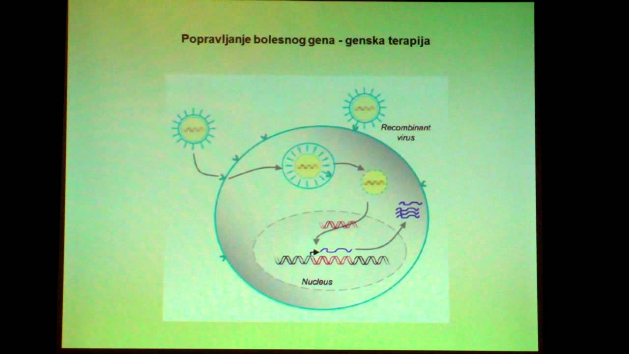 Predavanje - Matične ćelije, budućnost medicine