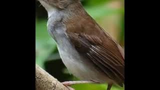 suara pikat pelanduk semak jantan dan betina