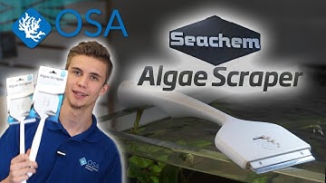 The BEST Algae Scraper from Seachem with Freshwater Joe 🌱