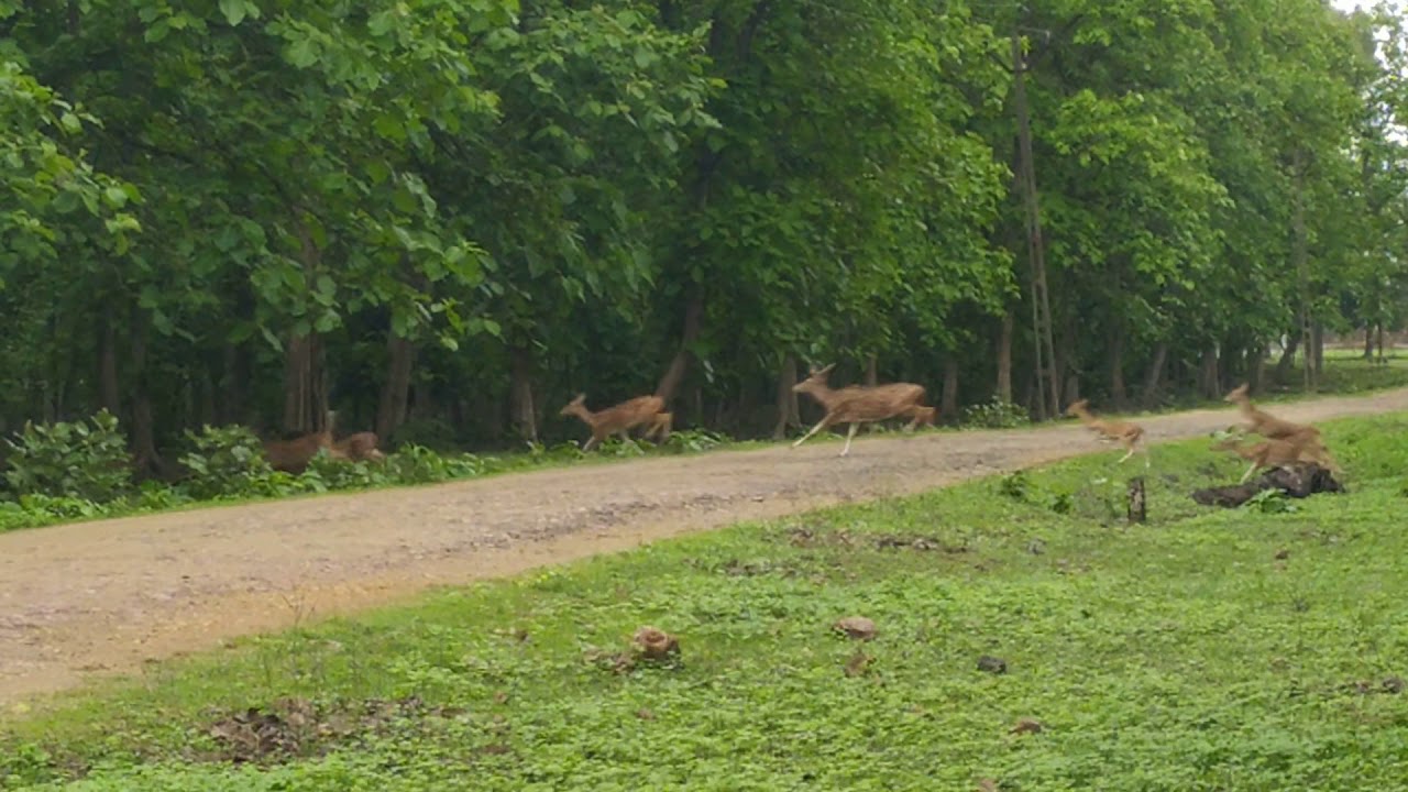 Wildlife scenery - YouTube