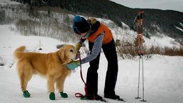 Cross-country Skiing with Dogs