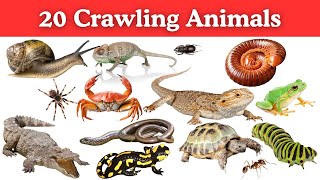 30 Crawling Animals for Kids | Animals That Crawl Names & Pictures | Learning Video for Children