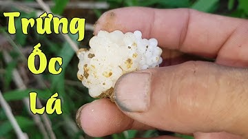 Trứng Ốc Lá Như Thế Nào? | Ốc Lá | Snail Pet
