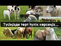 Түсіңізде төрт түлік көрсеңіз...