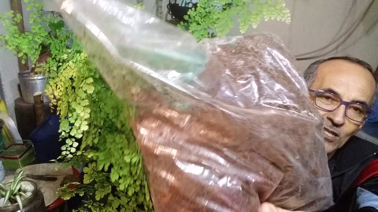 AVENCA - O TÃO ESPERADO VÍDEO, QUE MUITOS PEDIRAM.