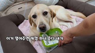 Retriever's Reaction When There's Something Other Than Treats In A Treat Box(Freakaing cute)