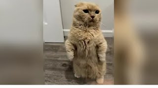 The FUNNIEST Pet Videos of 2024! 🤣 | BEST Compilation#funnyvideo