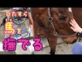 ひたすら馬を撫でる