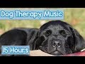 PET MUSIC THERAPY for Dogs, Natural Remedy to Anxiety and Loneliness. De-Stress and Relax Dogs!