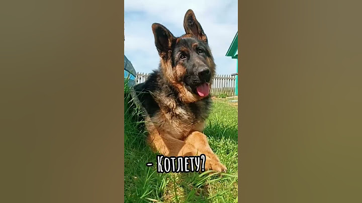 похудеть к лету #shorts #viral #dog #топ #foryou #похудение  #собаки #funny #pets #gsd #приколы