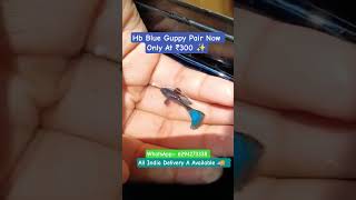 ✨Hb Blue Guppy Pair Now Only At ₹300 💓 #fish #aquarium #aquatic #fancyguppy #guppy #viral #ytshorts