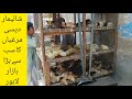 Dasi Murghi Dasi Chiks Shalimar Birds Bazar Lahore Pakistan