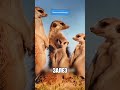 СУРКИ ИЗДЕВАЮТСЯ НАД ФОТОГРАФАМИ