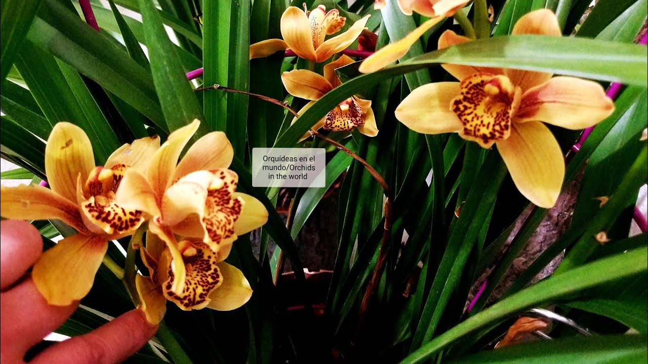 Hobby Growing! Want to know Cymbidiums? # orchids in the world ║Orquídeas en el mundo