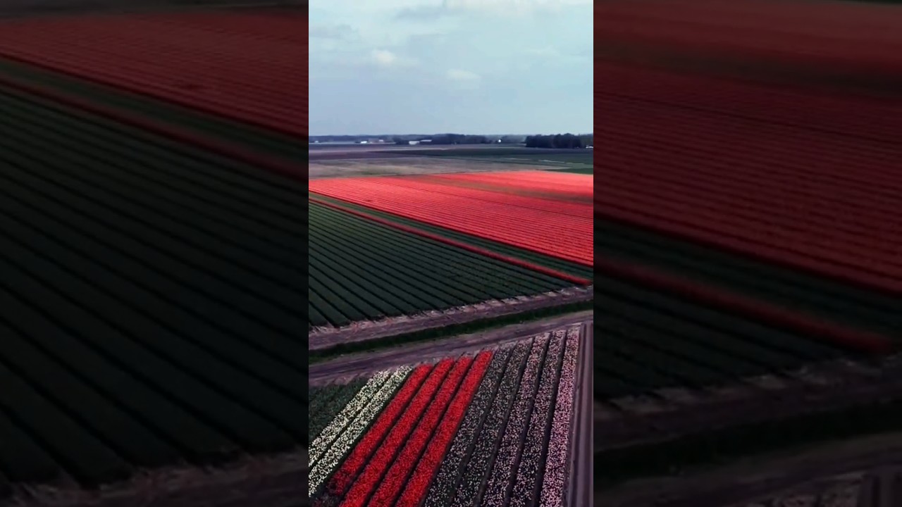 Dutch tulip fields 
