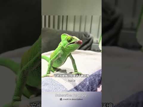 He Saved a Dying Chameleon… Then It Surprised Him 🦎❤️#shorts #pets #italy #viral #wildlife #fyp #usa