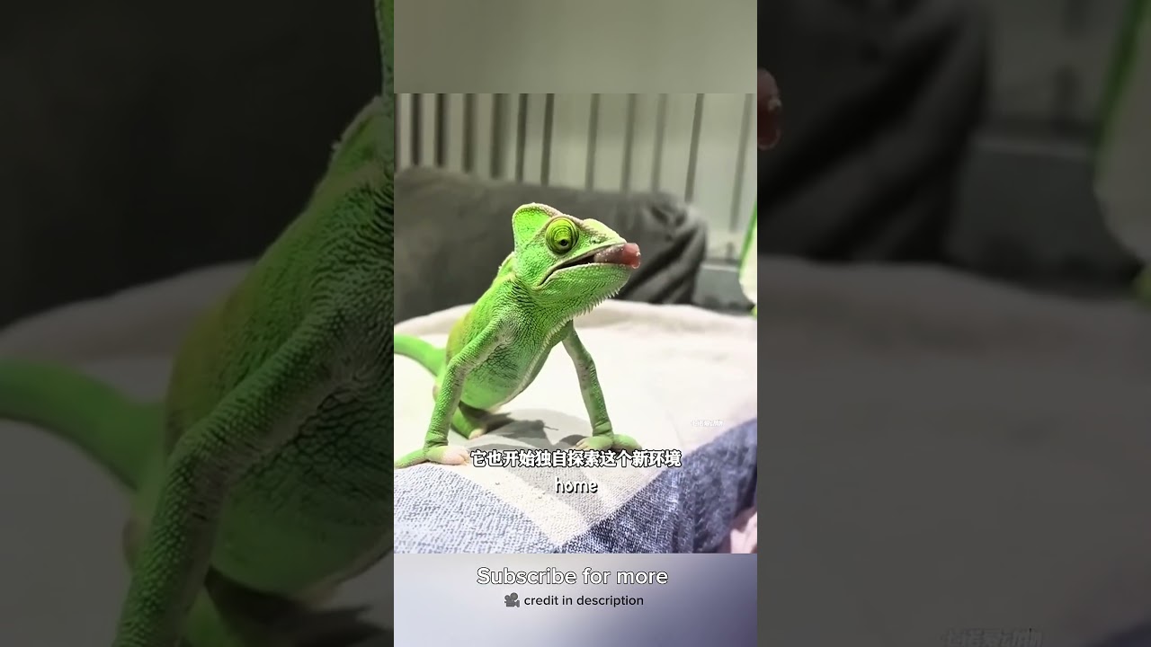 He Saved a Dying Chameleon… Then It Surprised Him 🦎❤️#shorts #pets #italy #viral #wildlife #fyp #usa