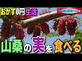 【おかず0円生活】山じゃ無いけど、ヤマグワ(山桑)の実を摘む♪