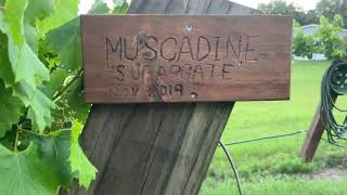 Muscadines in North Florida