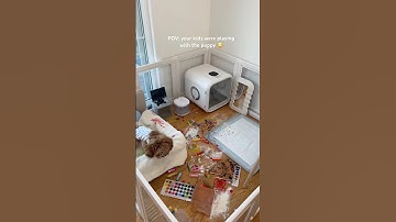 clean my puppy’s apartment with me asmr #shorts #asmr #cleaning #puppy #poodle #viralvideo #dog