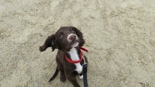 Pippa - Sprocker Spaniel Puppy - 2 Week Residential Dog Training At Adolescent Dogs