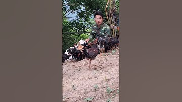 Hlau youtube mus pub qaib lom zem heev.cho gà rừng gà ta ăn uống