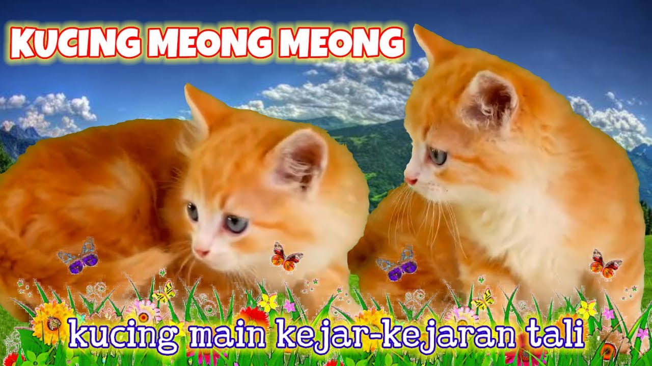 Kucing meong meong ‼️ kucing domestik main kejar-kejaran tali ‼️ ...