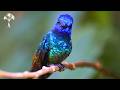 The Secret Lives Of Hummingbirds Narrated By David Attenborough Nature Documentary The Secret Lives Of Hummingbirds Narrated By David Attenborough Nature Documentary